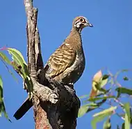 The northern form differs with pink skin around the eye.