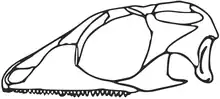 Skull reconstruction of Gephyrosaurus a possible basal rhyncocephalian