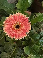 Gerbera × hybrida