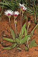 Gerbera viridifolia