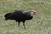 Foraging in short grassland, Lesotho