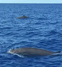 Gervais's beaked whale (M. europaeus) in the Gulf Stream off North Carolina