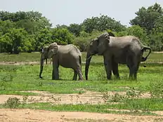 African elephants at Mole National Park