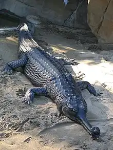 Gharial crocodile