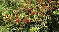 Pyracantha crenulata Plant near Dwarahat, Kumaon Uttarakhand