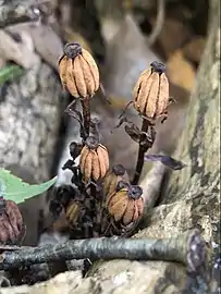 Autumn seed heads, Pennsylvania