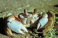 Image 13Ghost crab, showing a variety of integument types in its exoskeleton, with transparent biomineralization over the eyes, strong biomineralization over the pincers, and tough chitin fabric in the joints and the bristles on the legs (from Arthropod exoskeleton)