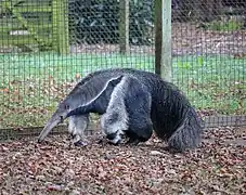 Giant anteater