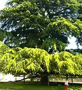 Giant Cedar tree.