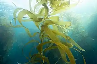 Giant kelp is technically a protist since it is not a true plant, yet it is multicellular and can grow to 50 m