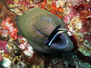 A giant moray eel being cleaned