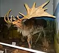 Irish elk (extinct)