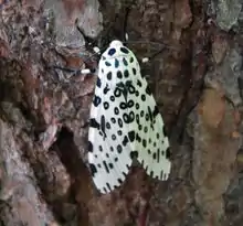 Giant leopard moth Hypercompe scribonia