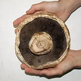 Ventral view of a portobello cultivar with a bisected stipe