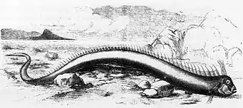Oarfish that washed ashore on a Bermuda beach in 1860. The animal was 5 m (16 feet) long and was originally described as a sea serpent.