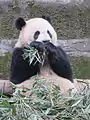 Female giant panda called "Mang Zei" eating bamboo in the Panda Enclosure