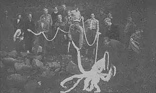 #119 (11/9/1946)Giant squid that washed ashore in Romsdalsfjord, Romsdal, Norway, on 11 September 1946. It measured 9.35 m (30.7 ft) in total length and was described as being quite fresh and well-preserved.