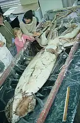 #254 (10/11/1981)Giant squid during dissection at the Memorial University of Newfoundland. This specimen was recovered in Bonavista North, Newfoundland.
