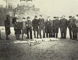 #107 (14/1/1933)Locals standing beside the Scarborough giant squid (Clarke, 1933:157, fig.; see also hand-coloured magic lantern slide of same)