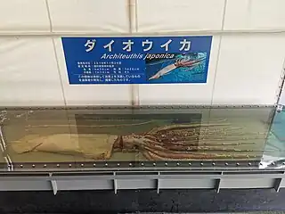 #596 (24/11/2014)Specimen caught alive at the surface on 24 November 2014 off Wakasa, Fukui Prefecture, Japan. On display at Echizen Matsushima Aquarium, preserved in formalin.