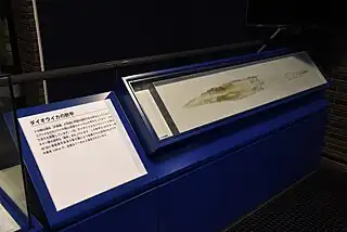 #660 (30/1/2019)Gladius of giant squid caught off Izumo, Shimane Prefecture, Japan, on 30 January 2019. Displayed at Ibaraki Nature Museum (see also overview of display), which had exhibited a complete, formalin-preserved specimen (#661) prior to a major leak in February 2022 that resulted in the museum's month-long closure.