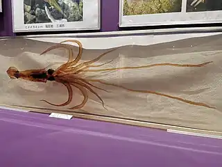 #632 (6/5/2015)Giant squid caught alive in Tokyo Bay, Japan, on 6 May 2015. Displayed embedded in acrylic block at Kannonzaki Nature Museum, together with a second, formalin-preserved specimen (#573) (see also overview of display).