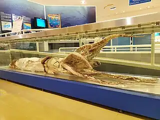 #566 (20/1/2014)Giant squid caught alive by fishermen off Aoya, Tottori Prefecture, Japan, on 20 January 2014. On display at San'in Kaigan Geopark Museum of the Earth and Sea (next to gladius of #643), preserved in formalin (see also overview of display).