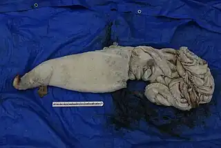 (7/1/2022)Specimen caught off Izumo, Shimane Prefecture, Japan, on 7 January 2022, stored frozen at Shimane AQUAS Aquarium. It originally measured 4.76 m in total length, 96 cm in mantle length, and weighed 23 kg.