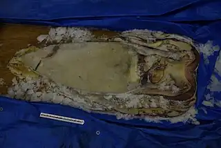 #590 (4/9/2014)Specimen measuring 140 cm in mantle length caught off Hamada, Shimane Prefecture, Japan, on 4 September 2014. Stored frozen at Shimane AQUAS Aquarium (see also original frozen state and in process of being exposed).