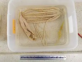 #556 (14/6/2013)"Specimen B", the second of the two juvenile giant squid collected in the same purse seine net on 14 June 2013, likewise preserved in 70% ethanol at Shimane Prefectural Fisheries Technology Center