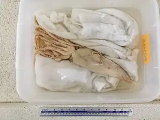 #555 (14/6/2013)"Specimen A", one of two juvenile giant squid caught off Hamada, Shimane Prefecture, Japan, on 14 June 2013. Preserved in 70% ethanol at Shimane Prefectural Fisheries Technology Center.