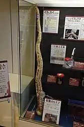 #609 (6/1/2015)Plastinated right arm III of giant squid found stranded on a beach in Iwami, Tottori Prefecture, Japan, on 6 January 2015; part of a temporary display at Tottori Prefectural Museum in May 2023 (see also display overview and information label)