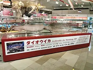 #323 (16/4/1988)Giant squid found stranded in shallow water on the Uradome coast of Tottori Prefecture, Japan, on 16 April 1988. The oldest publicly exhibited Architeuthis specimen in Japan, it is on display at Tottori Prefectural Museum preserved in formalin.