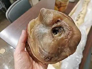 #609 (6/1/2015)Collapsed right eyeball from the same specimen, preserved through plastination and held at Tottori Prefectural Museum but not displayed publicly