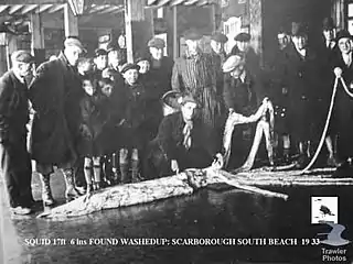 #107 (14/1/1933)The same specimen on display at Scarborough fish market