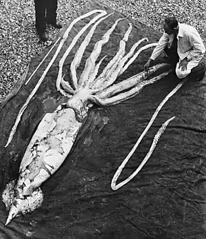 Examination of a 9 m giant squid, an abyssal giant and the second largest cephalopod.