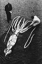 #136 (2/10/1954)Giant squid measuring 9.24 m in total length that washed ashore at Ranheim in Trondheimsfjord, Norway, on 2 October 1954 (Clarke, 1966:103, fig. 4). There exists an alternate take of this much-reproduced composition.