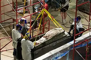 (?/7/2005)Giant squid being removed from its formalin preservative at the Smithsonian's Museum Support Center in Suitland, Maryland, surrounded by workers in full-face elastomeric respirators