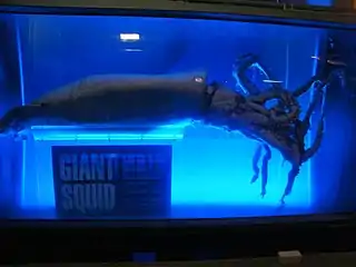 Giant squid display at Kelly Tarlton's Underwater World in Auckland, New Zealand