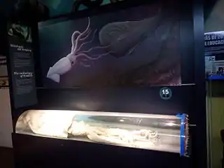 #383 (16/11/1997)An overview of the entire giant squid exhibit at Museo Alborania, as it appeared in 2016 (see also closeups of head and arms)