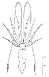 #110 (26/6/1935)Semi-schematic illustration of the giant squid taken by trawl in the Bay of Biscay on 26 June 1935, from Cadenat (1936:278, fig. 1)