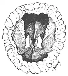 #110 (26/6/1935)The beak and surrounding musculature of the Bay of Biscay giant squid (Cadenat, 1936:281, fig. 2)