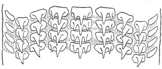 #110 (26/6/1935)Details of the radular teeth of the same specimen (Cadenat, 1936:282, fig. 3)