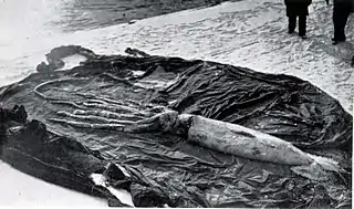 #109 (?/12/1933)Giant squid found near Dildo, Newfoundland, in December 1933, stretched out on a tarpaulin. Photograph by E. Maunder, taken when the squid was landed at St. John's (Frost, 1934:114 & pl. 1).