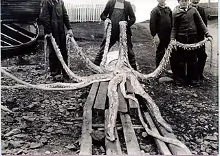 #111 (12/11/1935)The Holyrood specimen spread out on wooden planks, its arms held aloft by Joe Ezekiel and other locals