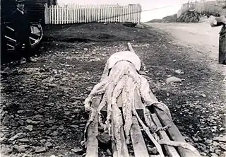 #111 (12/11/1935)Another view of the Holyrood specimen, which was destroyed in a fire shortly after its capture