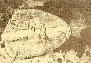 #121 (?/9/1948)The same specimen with its mantle cut open, showing the central gladius (internal shell remnant) (Allan, 1948:307, fig.)