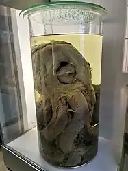 (?/?/1962)Partially digested head of a giant squid recovered from a sperm whale stomach in Durban, South Africa, in 1962; identified by Malcolm Clarke (see label). On display at the London Natural History Museum's Darwin Centre.