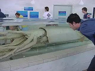#407 (15/3/1999)Giant squid nicknamed "Molly the Mollusk", preserved in a tank at Mote Aquarium in Sarasota, Florida
