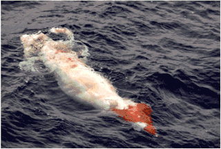 #554 (30/5/2013)Dead specimen seen from an operating seismic vessel off Brazil